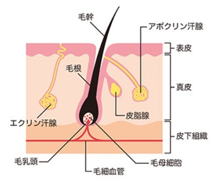 説明文